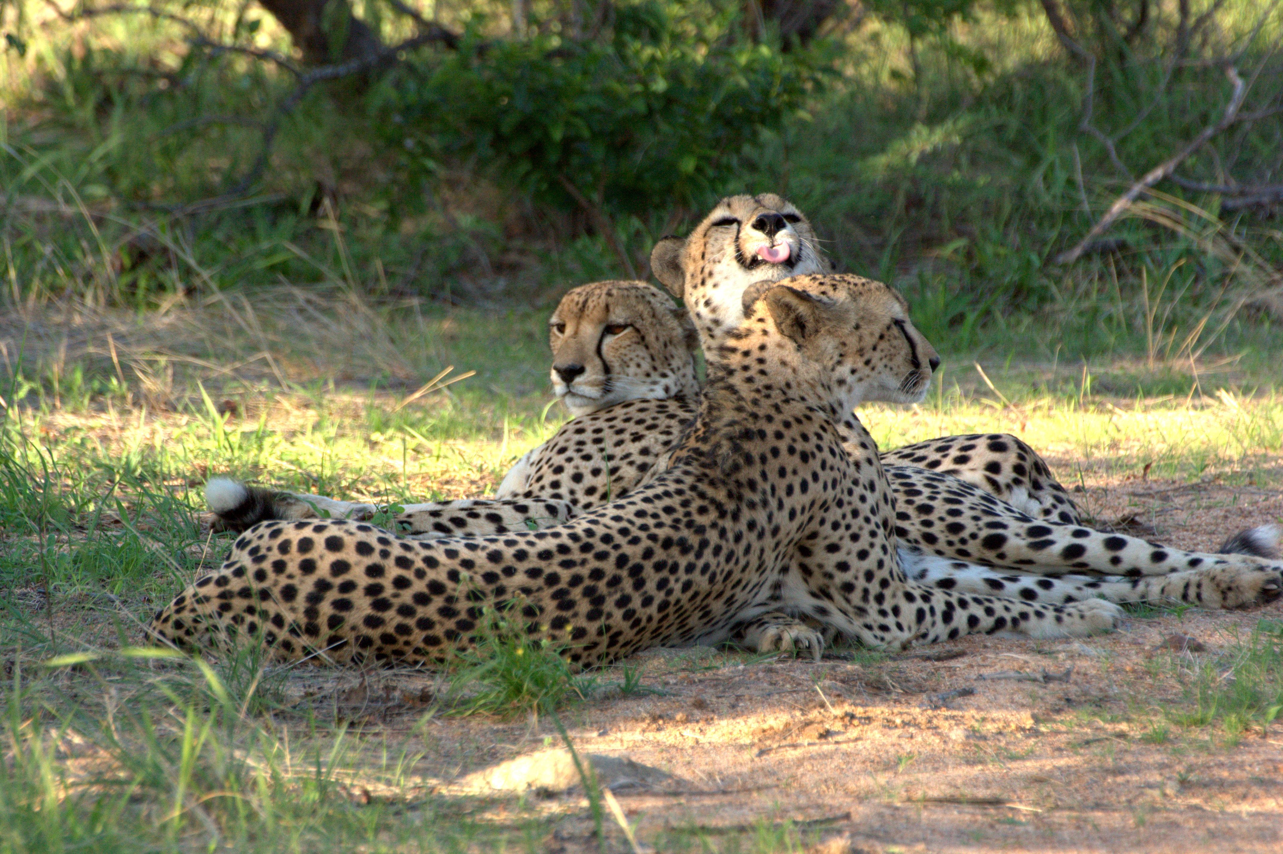 シドゥリ プライベート ゲーム ロッジ Karongwe Game Reserve エクステリア 写真