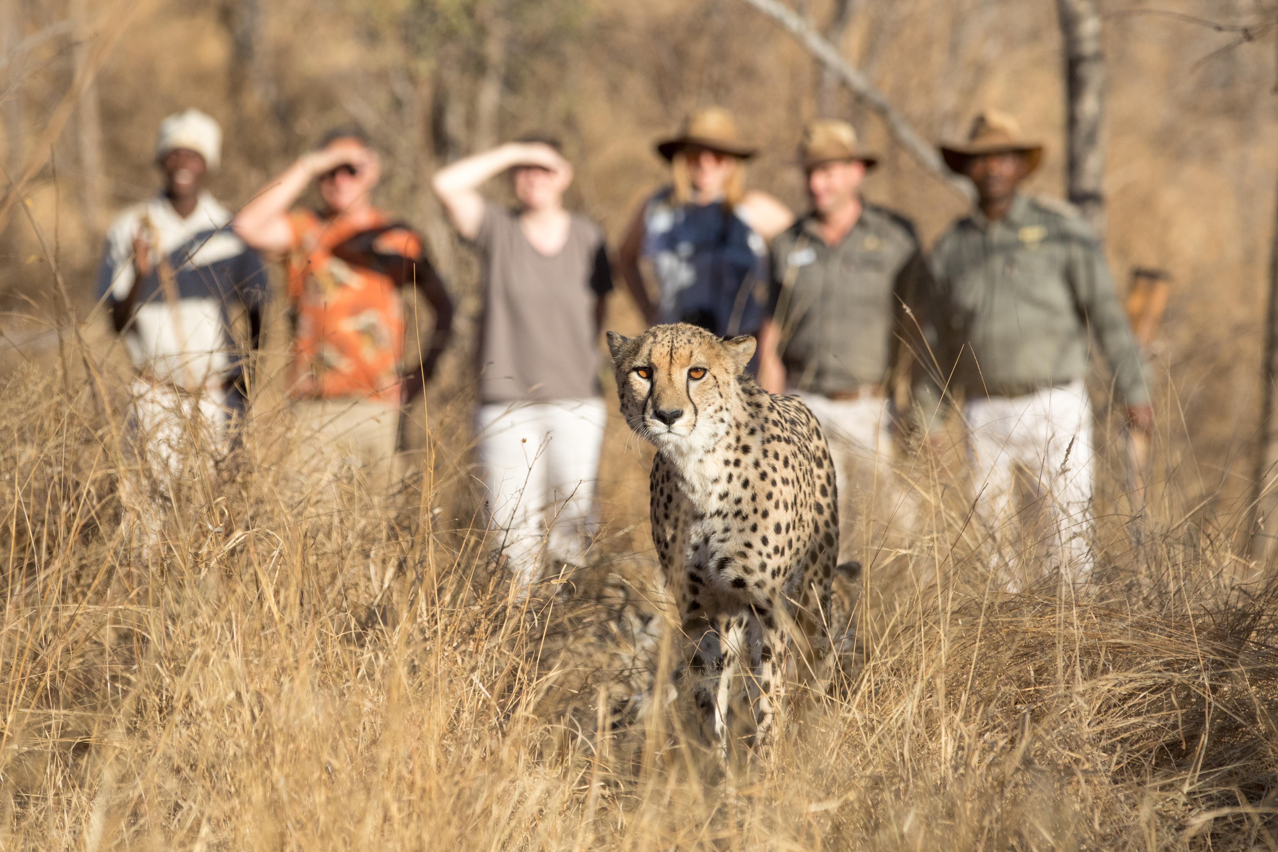 シドゥリ プライベート ゲーム ロッジ Karongwe Game Reserve エクステリア 写真