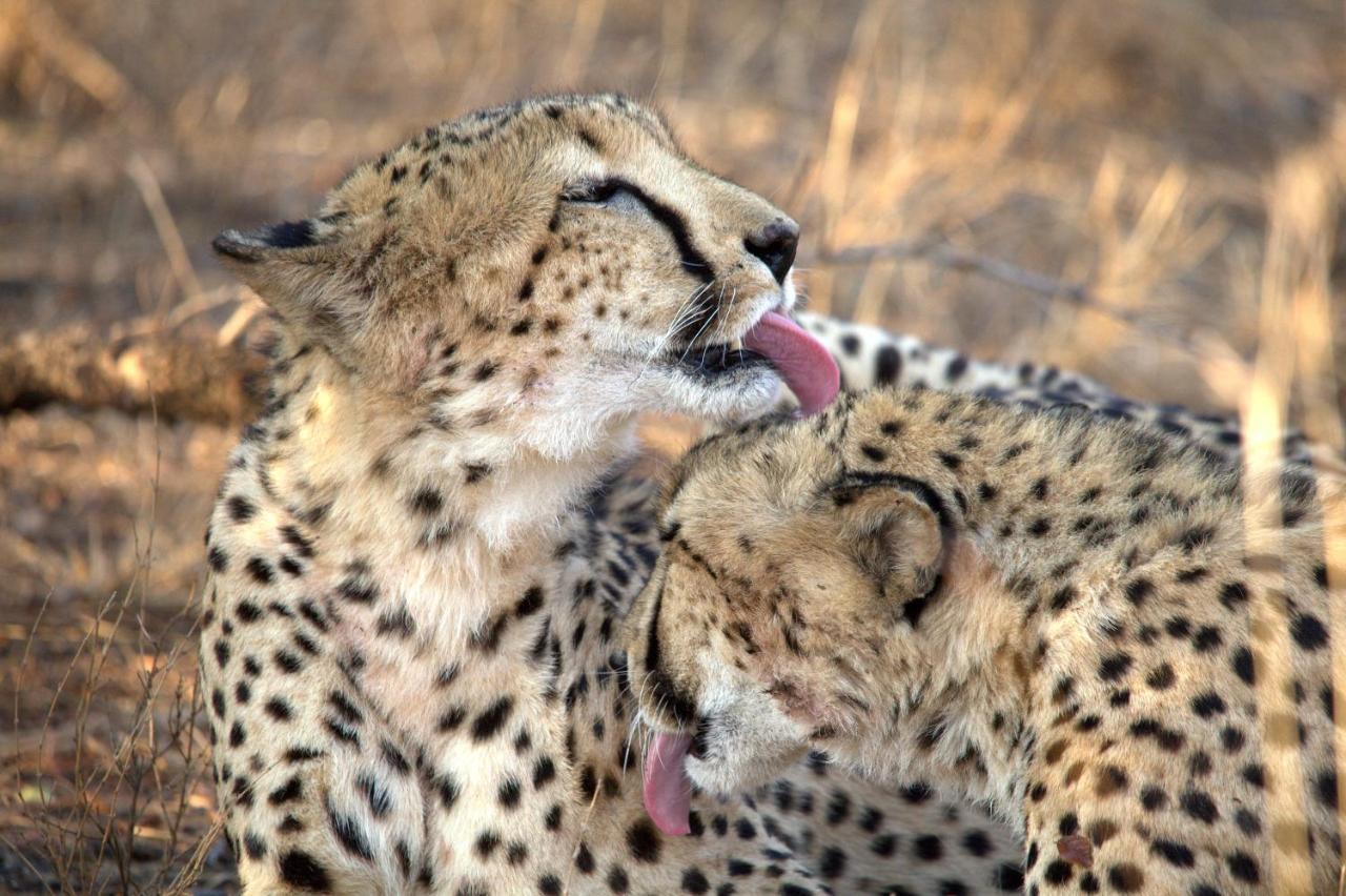 シドゥリ プライベート ゲーム ロッジ Karongwe Game Reserve エクステリア 写真