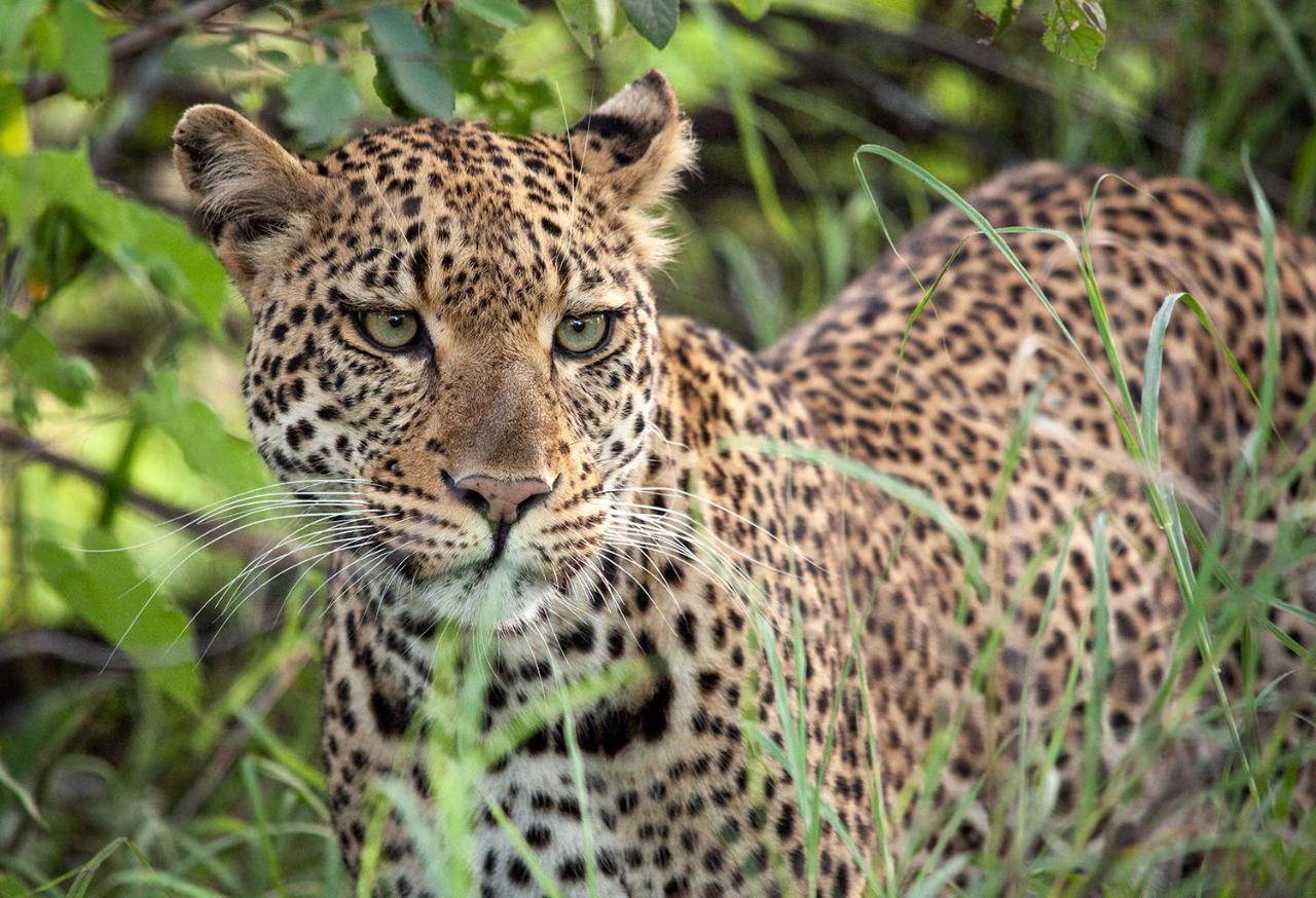 シドゥリ プライベート ゲーム ロッジ Karongwe Game Reserve エクステリア 写真