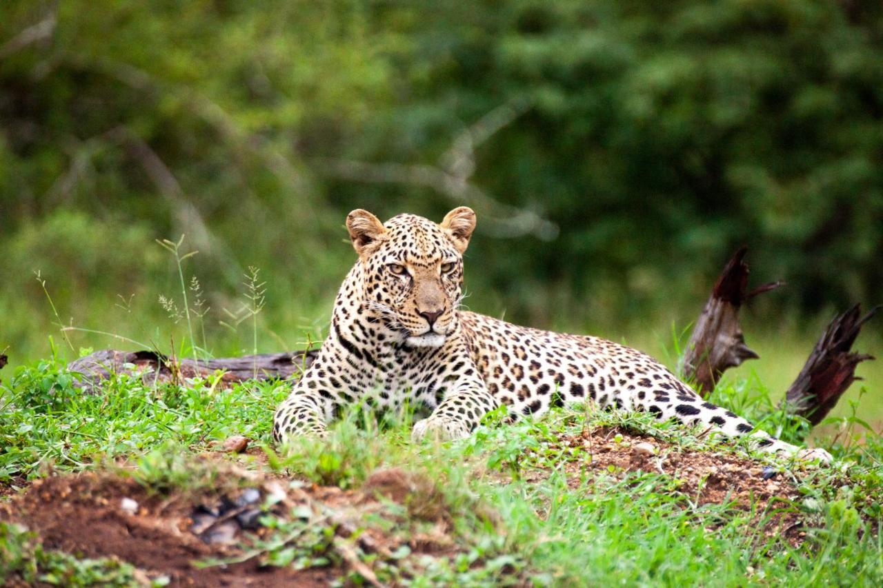 シドゥリ プライベート ゲーム ロッジ Karongwe Game Reserve エクステリア 写真