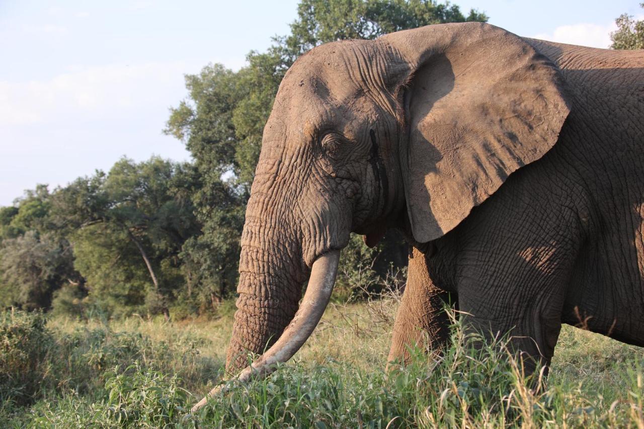 シドゥリ プライベート ゲーム ロッジ Karongwe Game Reserve エクステリア 写真