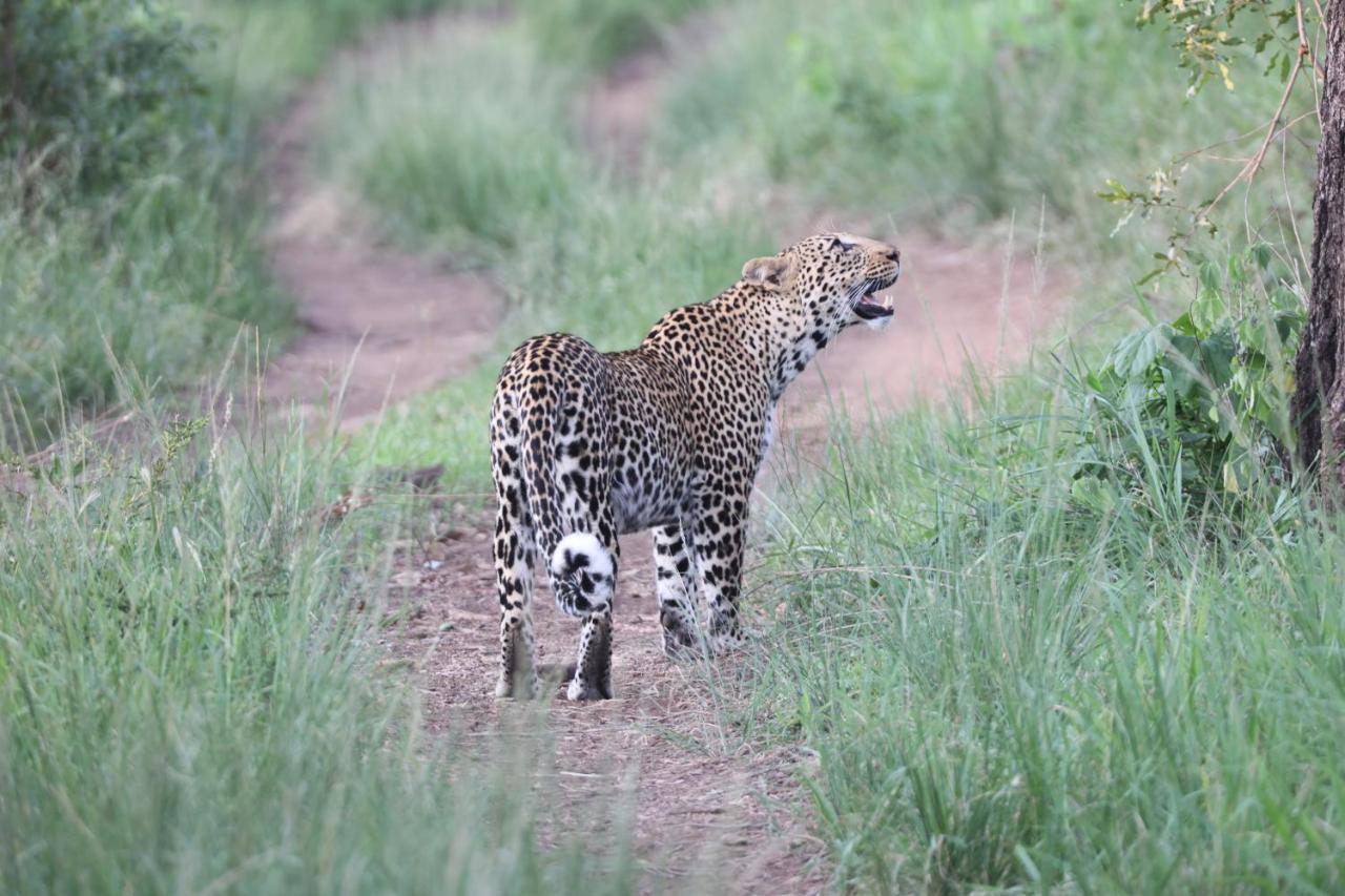 シドゥリ プライベート ゲーム ロッジ Karongwe Game Reserve エクステリア 写真