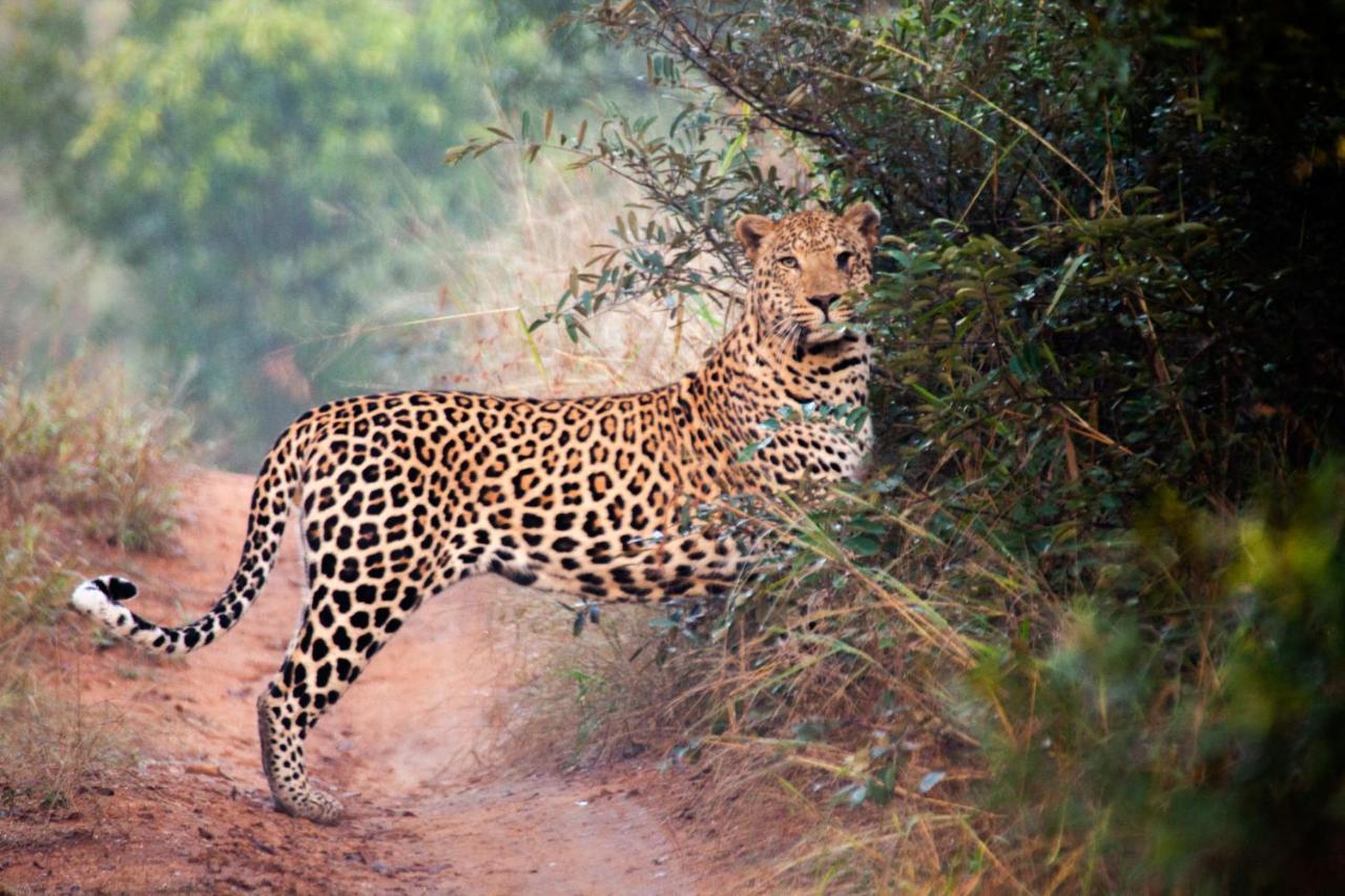 シドゥリ プライベート ゲーム ロッジ Karongwe Game Reserve エクステリア 写真