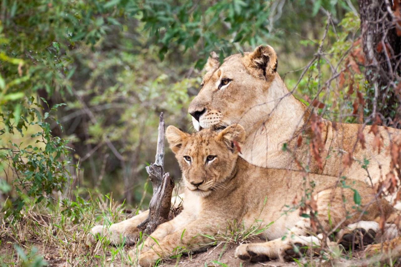 シドゥリ プライベート ゲーム ロッジ Karongwe Game Reserve エクステリア 写真
