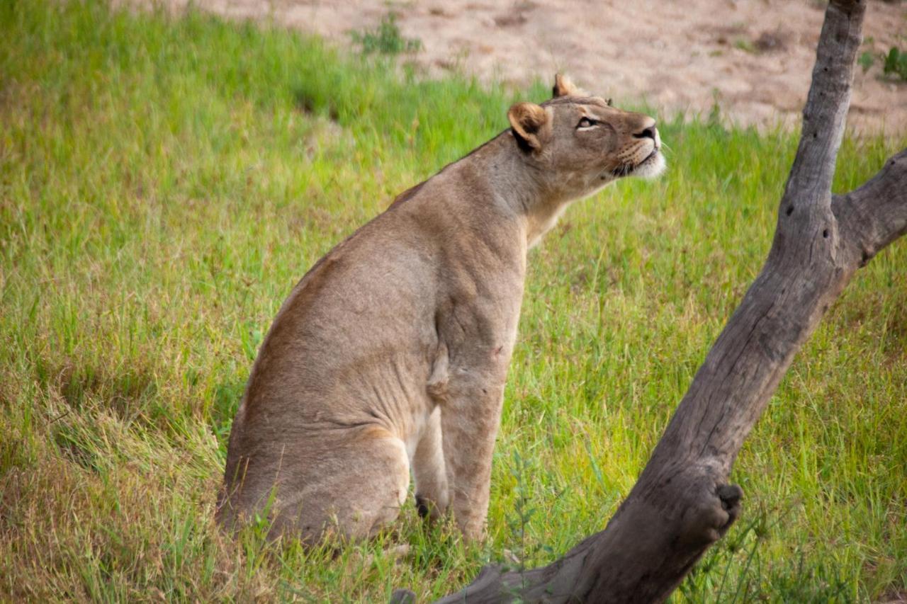 シドゥリ プライベート ゲーム ロッジ Karongwe Game Reserve エクステリア 写真