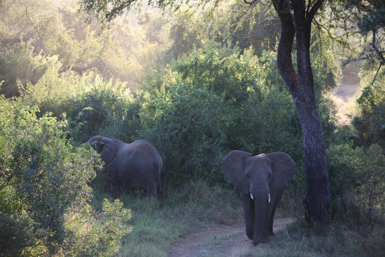 シドゥリ プライベート ゲーム ロッジ Karongwe Game Reserve エクステリア 写真