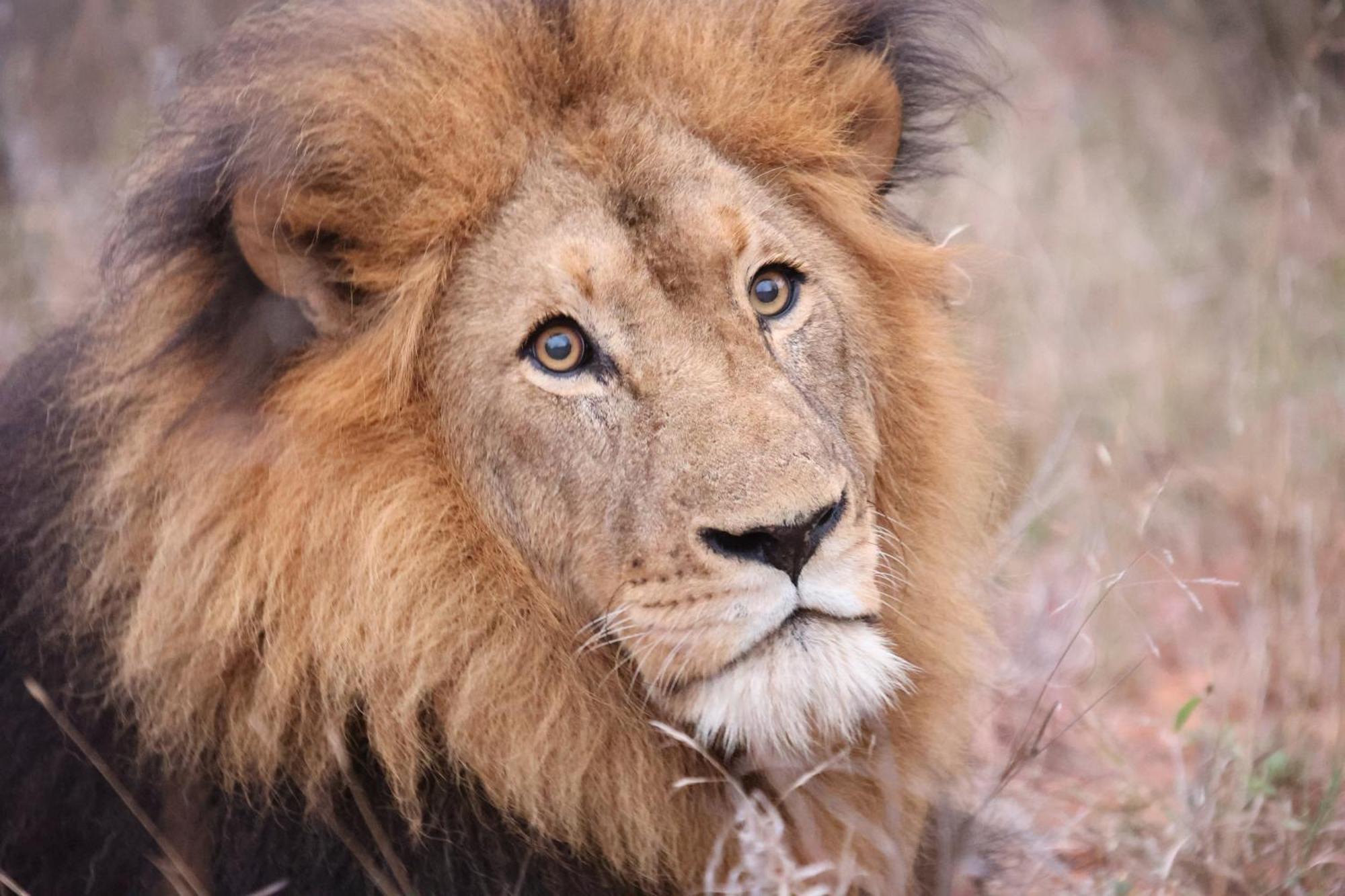 シドゥリ プライベート ゲーム ロッジ Karongwe Game Reserve エクステリア 写真