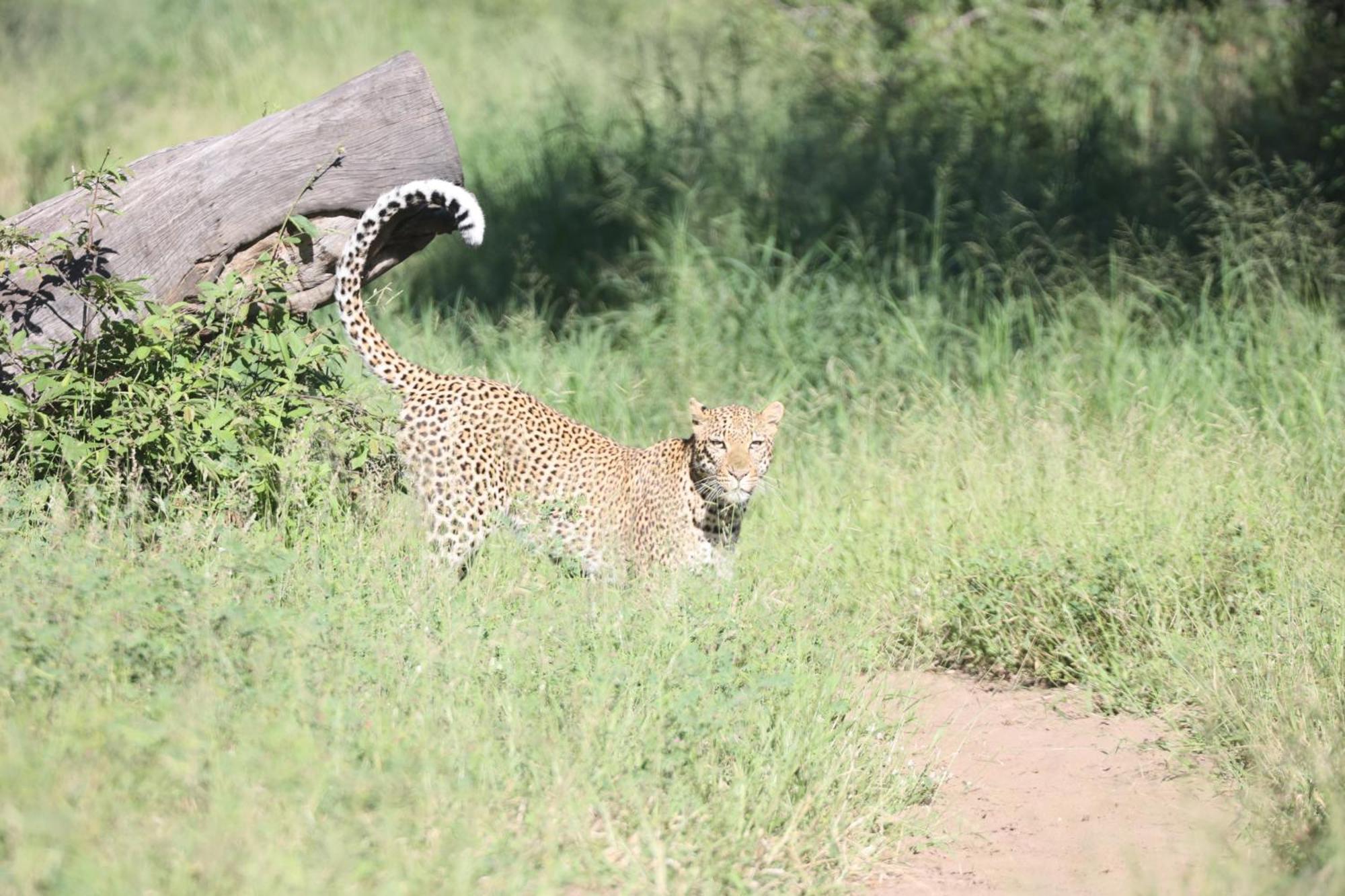 シドゥリ プライベート ゲーム ロッジ Karongwe Game Reserve エクステリア 写真