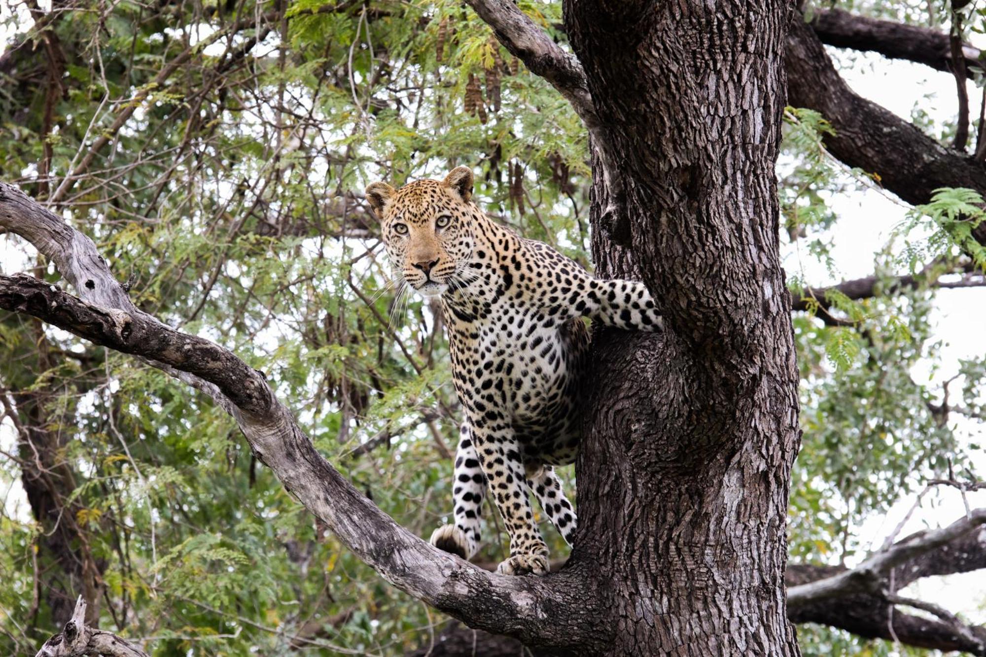 シドゥリ プライベート ゲーム ロッジ Karongwe Game Reserve エクステリア 写真