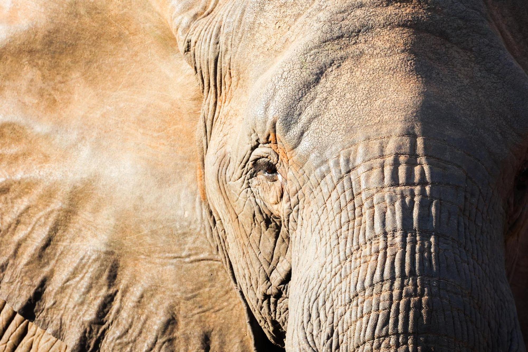 シドゥリ プライベート ゲーム ロッジ Karongwe Game Reserve エクステリア 写真